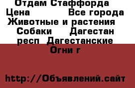 Отдам Стаффорда › Цена ­ 2 000 - Все города Животные и растения » Собаки   . Дагестан респ.,Дагестанские Огни г.